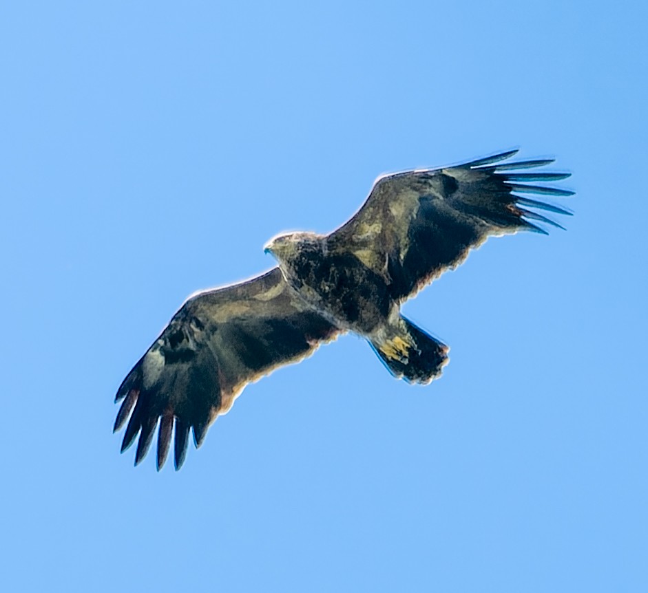 Lesser Spotted Eagle - ML635831838
