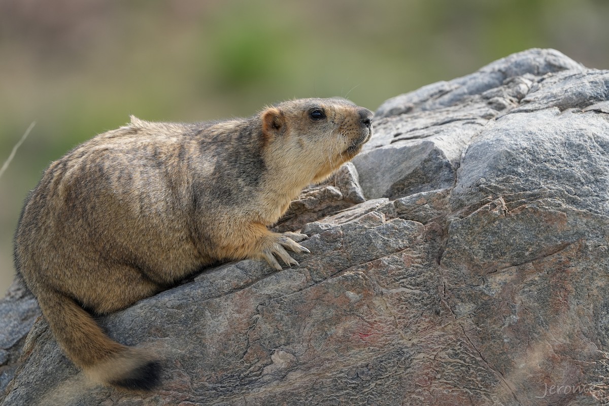 Himalayan Marmot - ML635831854