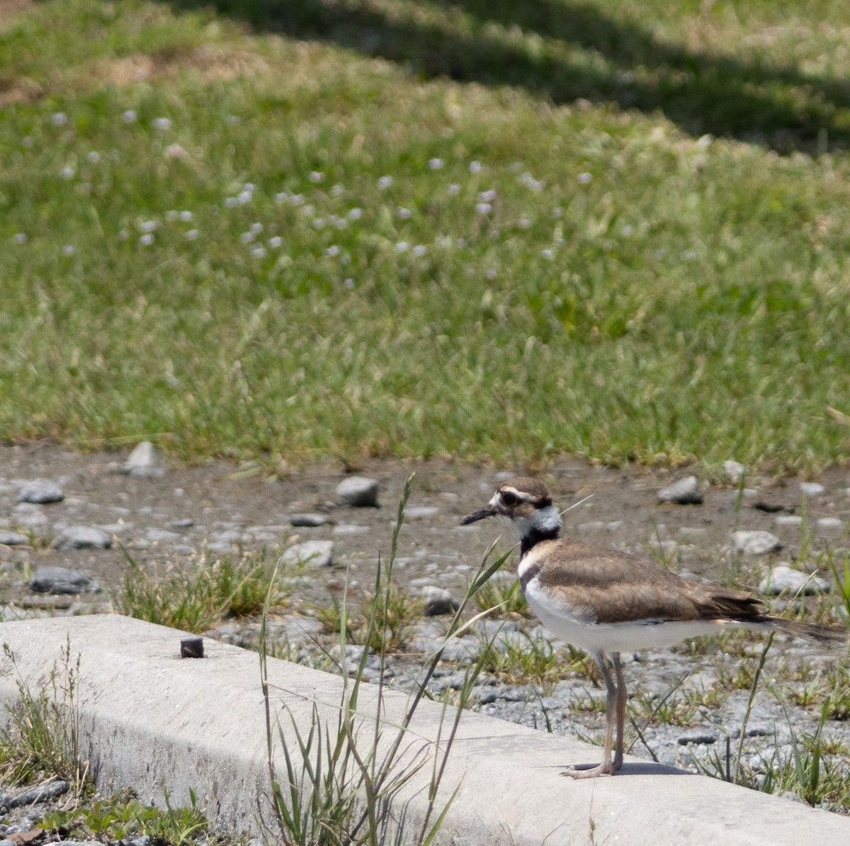 Killdeer - ML635831877
