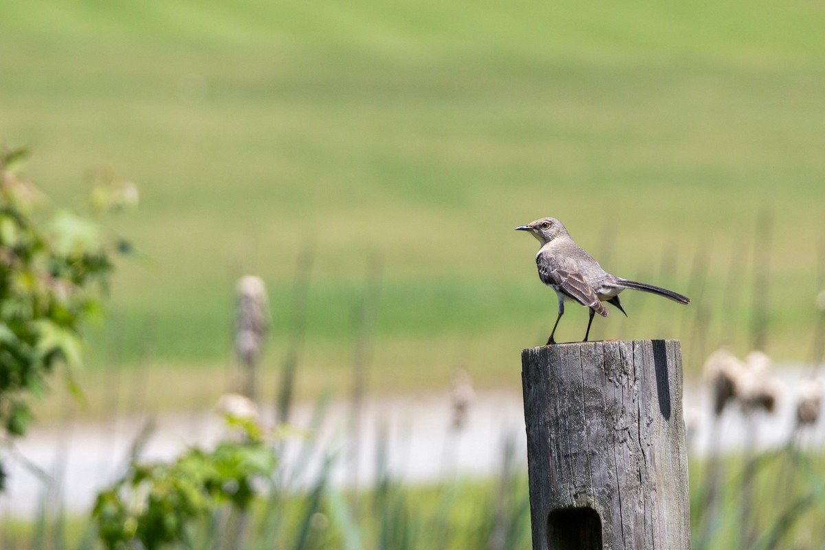 Northern Mockingbird - ML635831888
