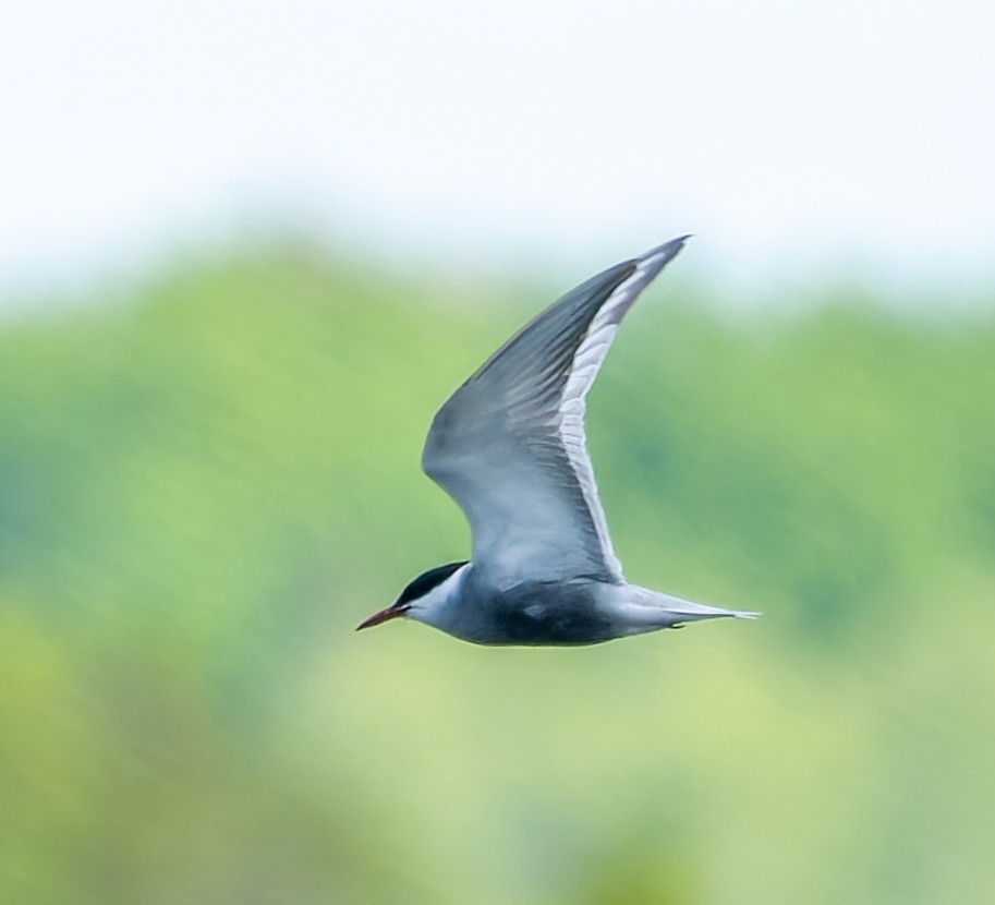 Цагаан шанаат хараалай - ML635831943