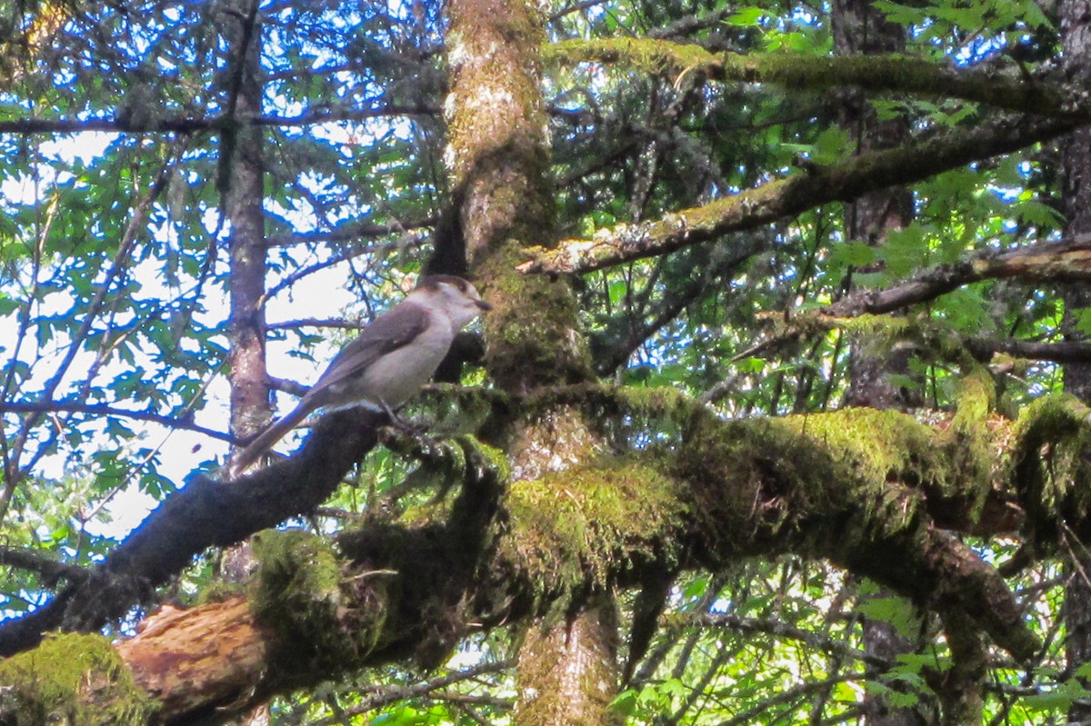 eBird Checklist - 28 Apr 2013 - Dimple Hill OR - 1 species