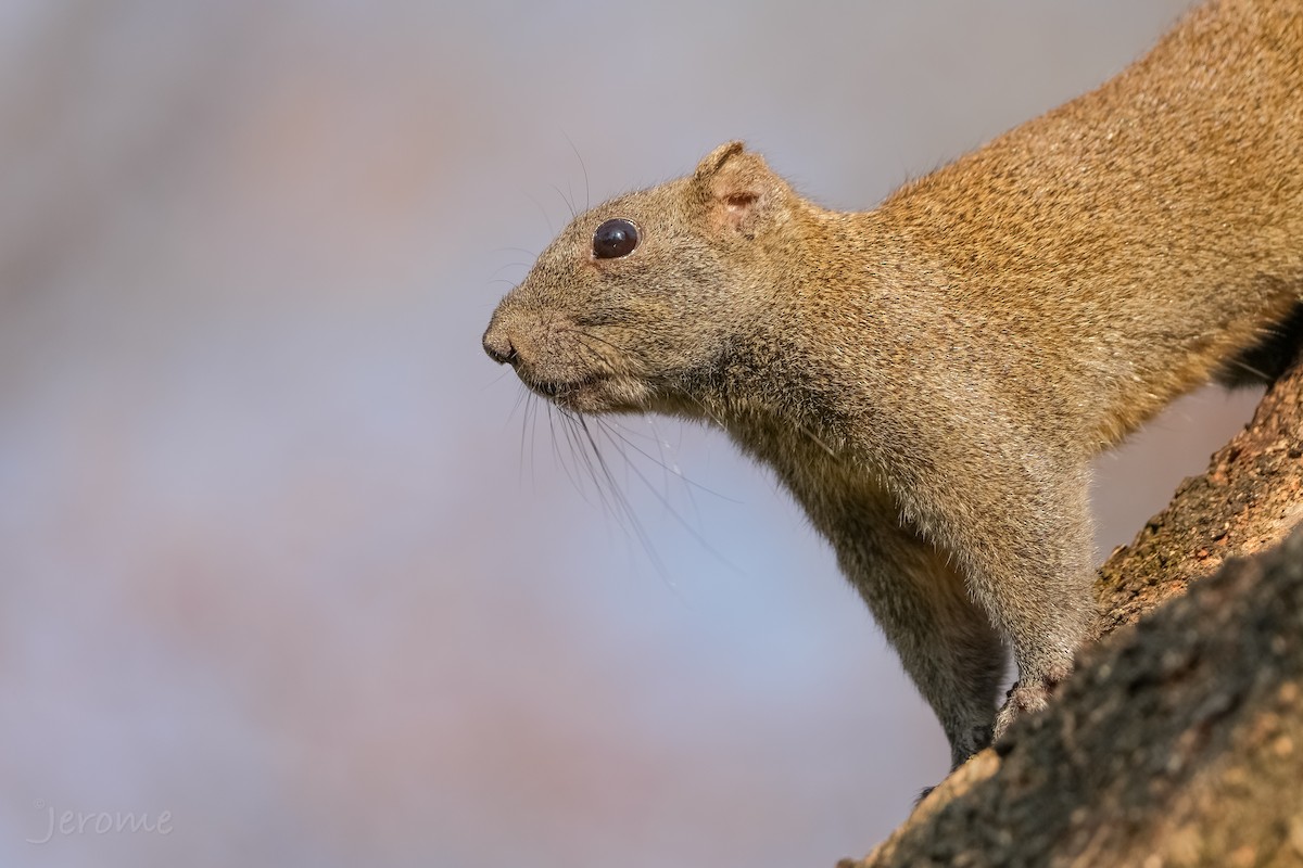 Pallas' Squirrel - ML635832016
