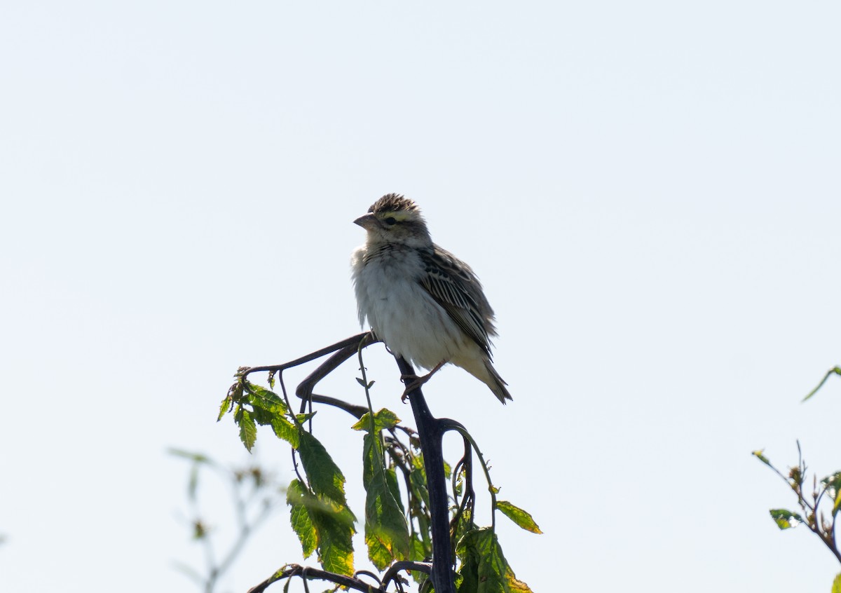Yellow-crowned Bishop - ML635832208