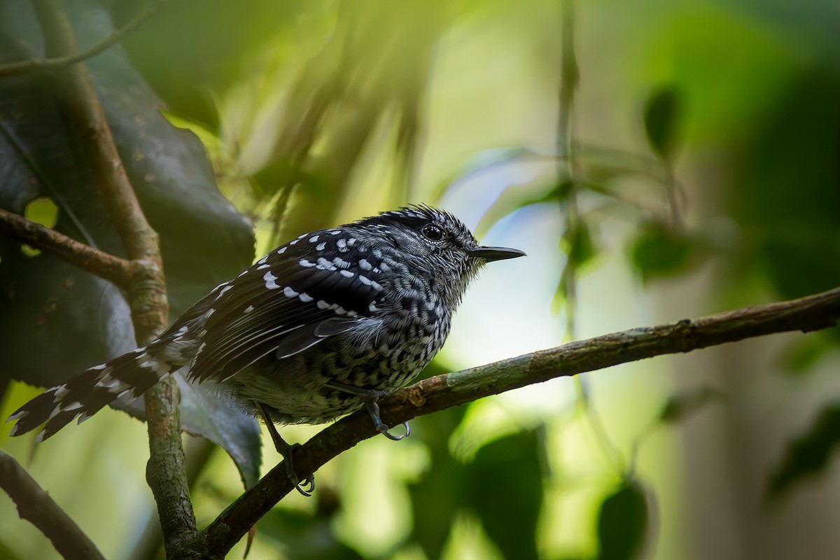 Scaled Antbird - ML635832222