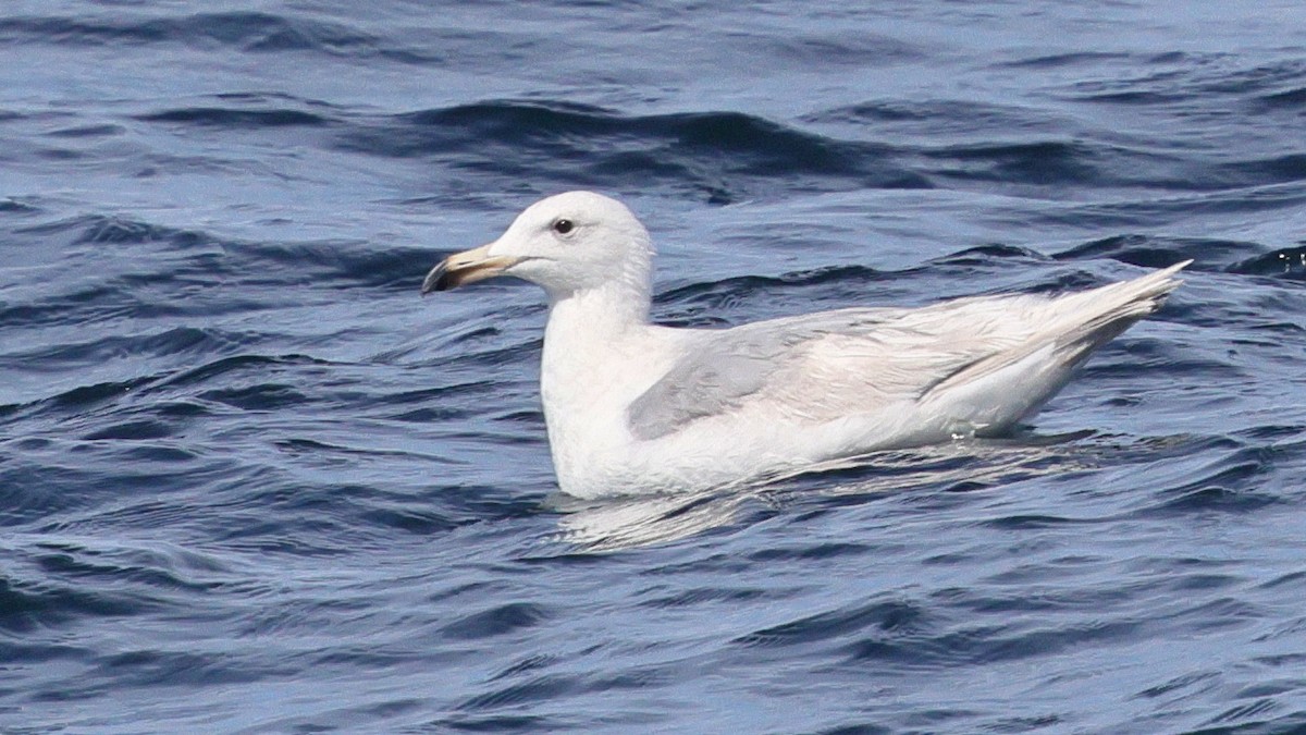 Glaucous x Glaucous-winged Gull (hybrid) - ML635832346