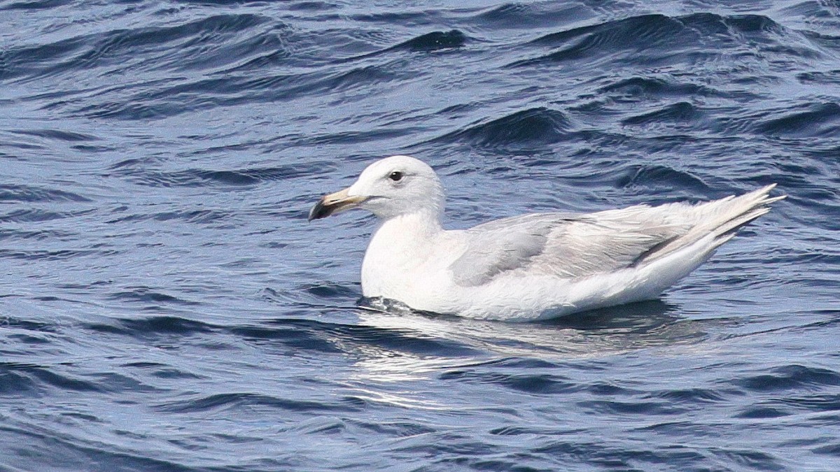 Glaucous x Glaucous-winged Gull (hybrid) - ML635832347