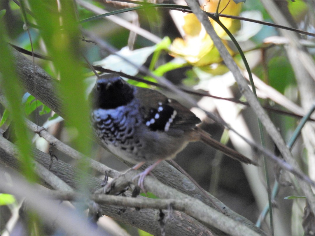 Squamate Antbird - ML635832514
