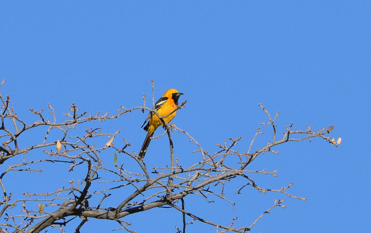Hooded Oriole - ML635832665