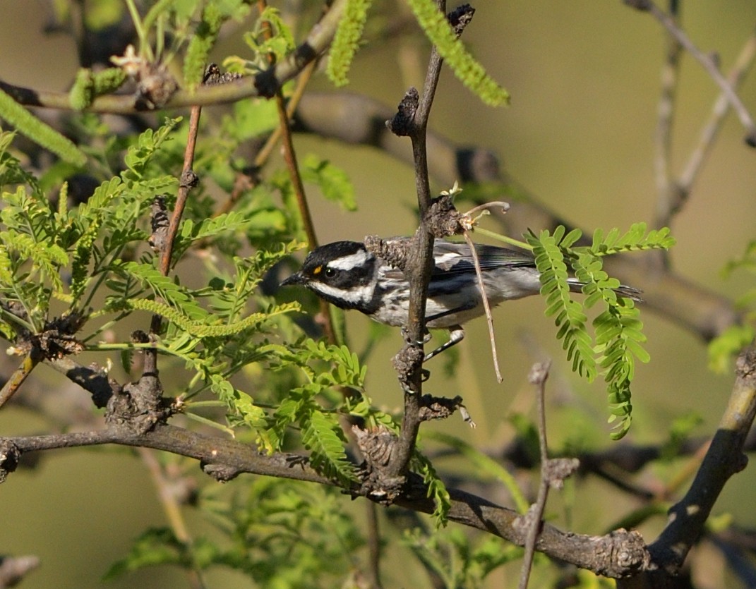 Black-throated Gray Warbler - ML635832678