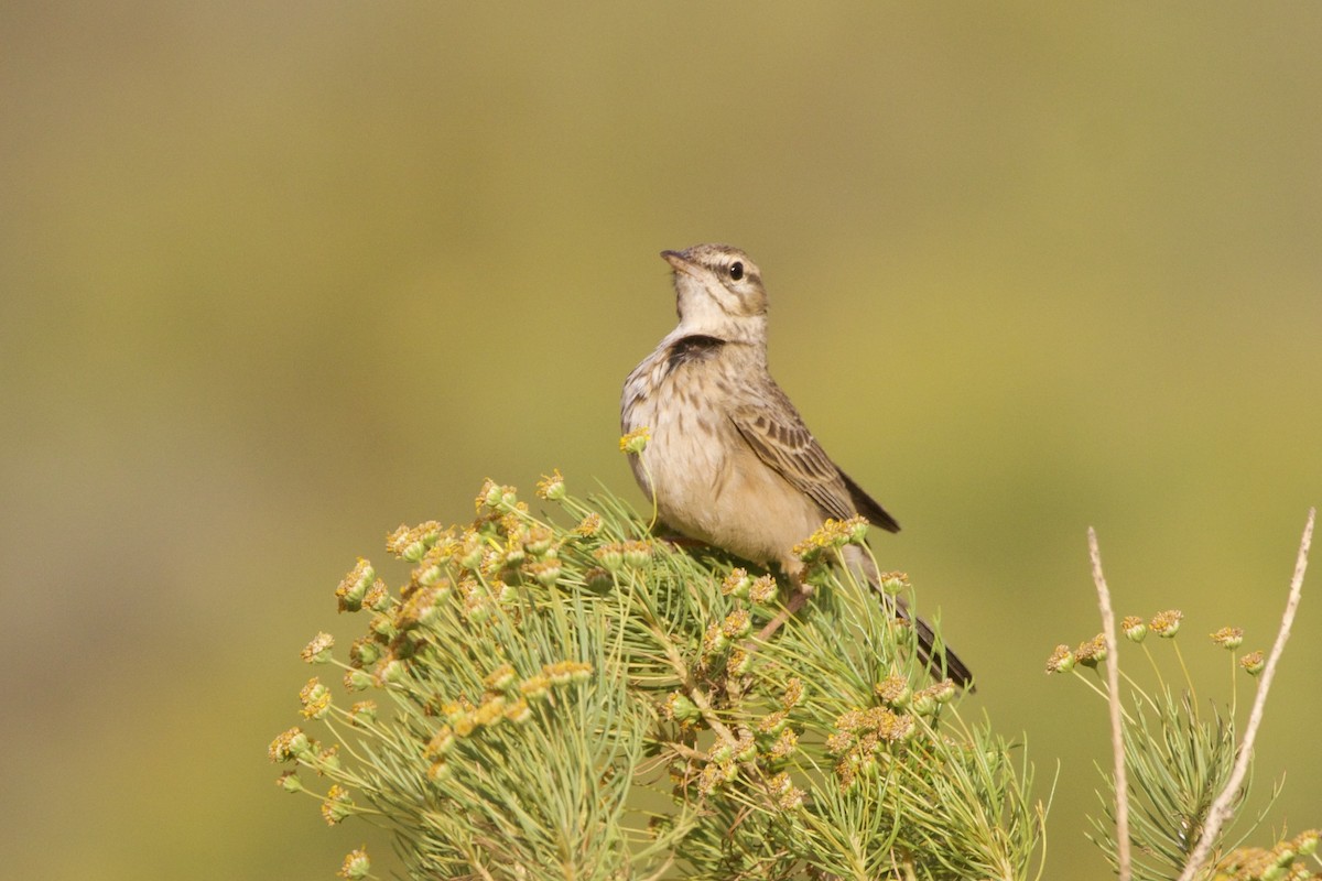 Nicholson's Pipit - ML635832698