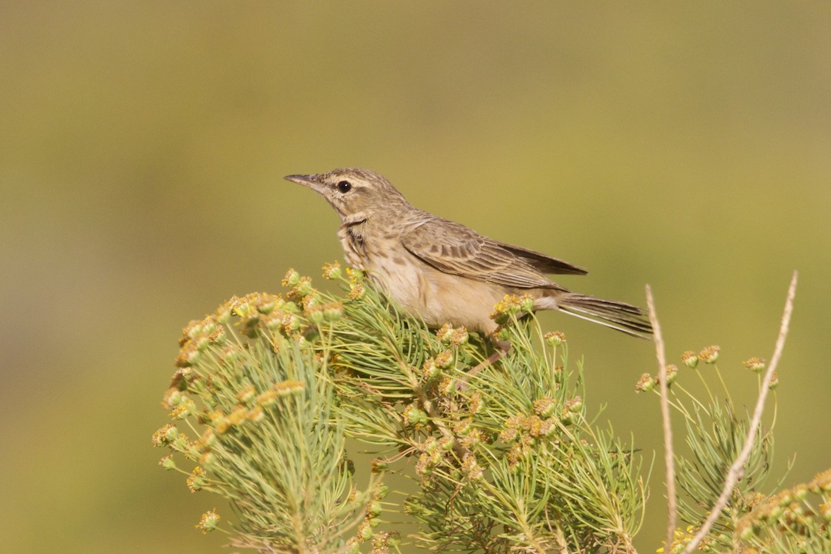 Nicholson's Pipit - ML635832700