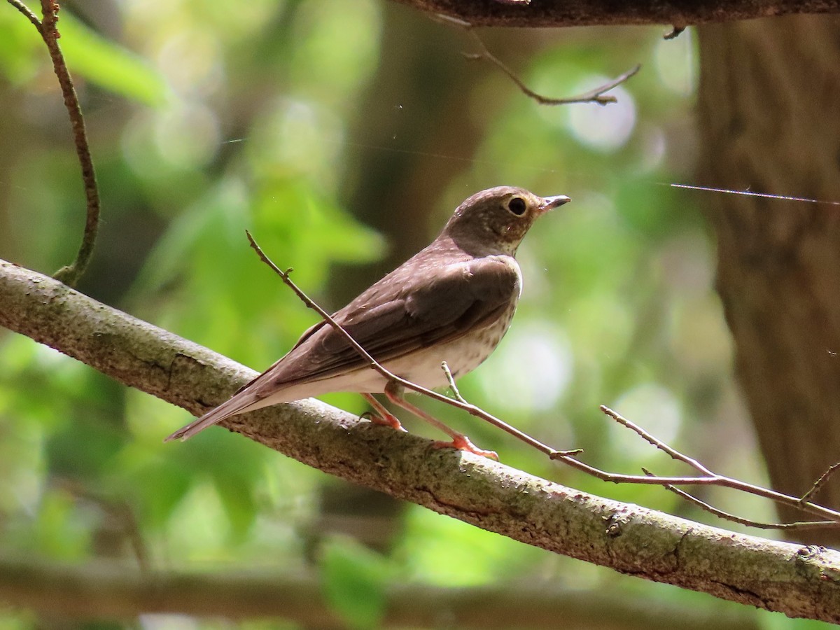 Swainson's Thrush - ML635832744