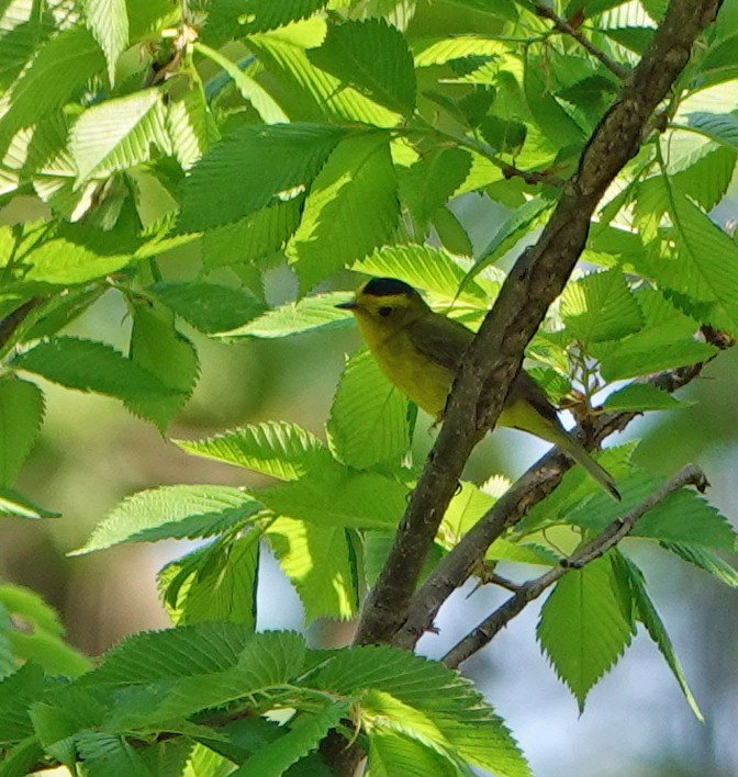 Wilson's Warbler - ML635832799
