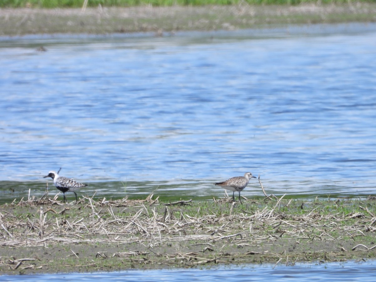 Black-bellied Plover - ML635832810