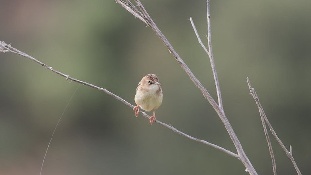 Zitting Cisticola - ML635832821