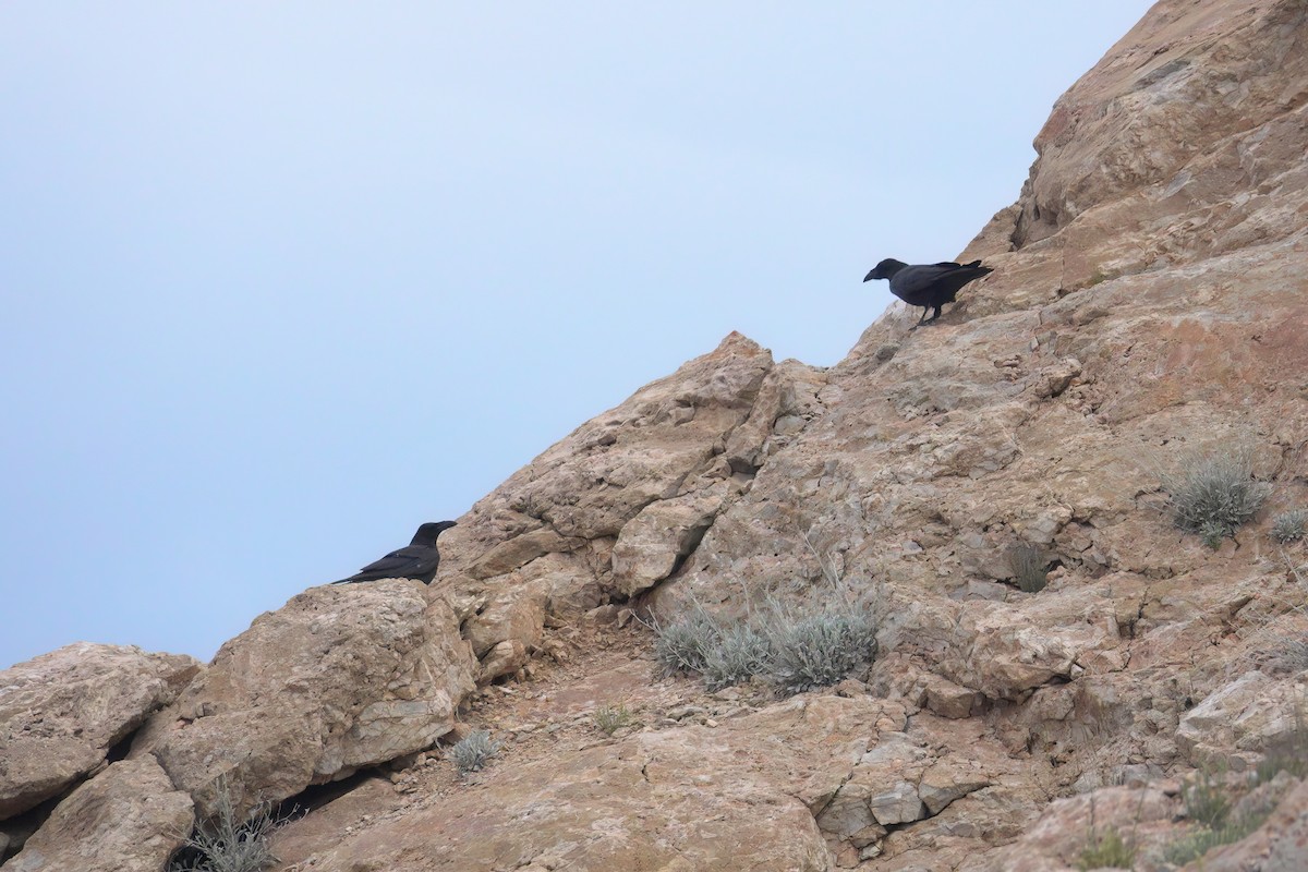 Common Raven - ML635832940