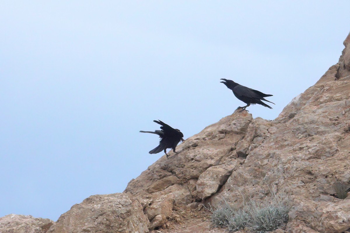 Common Raven - ML635832943