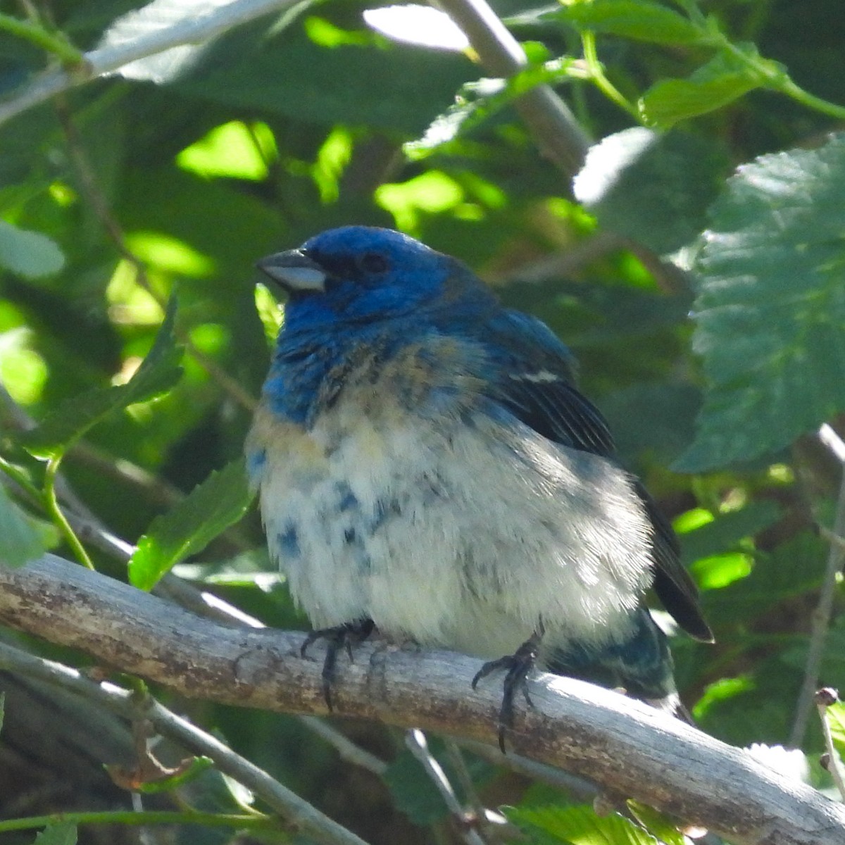 Lazuli x Indigo Bunting (hybrid) - ML635833008