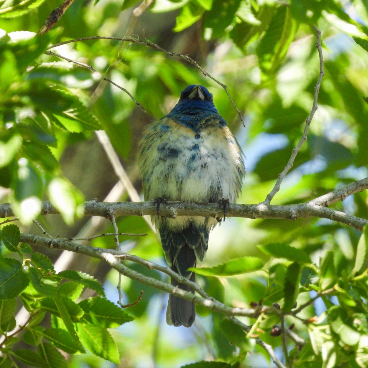 Lazuli x Indigo Bunting (hybrid) - ML635833009