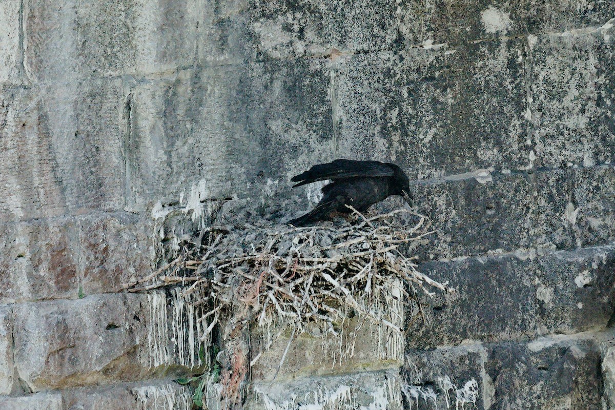 Common Raven - ML635833039