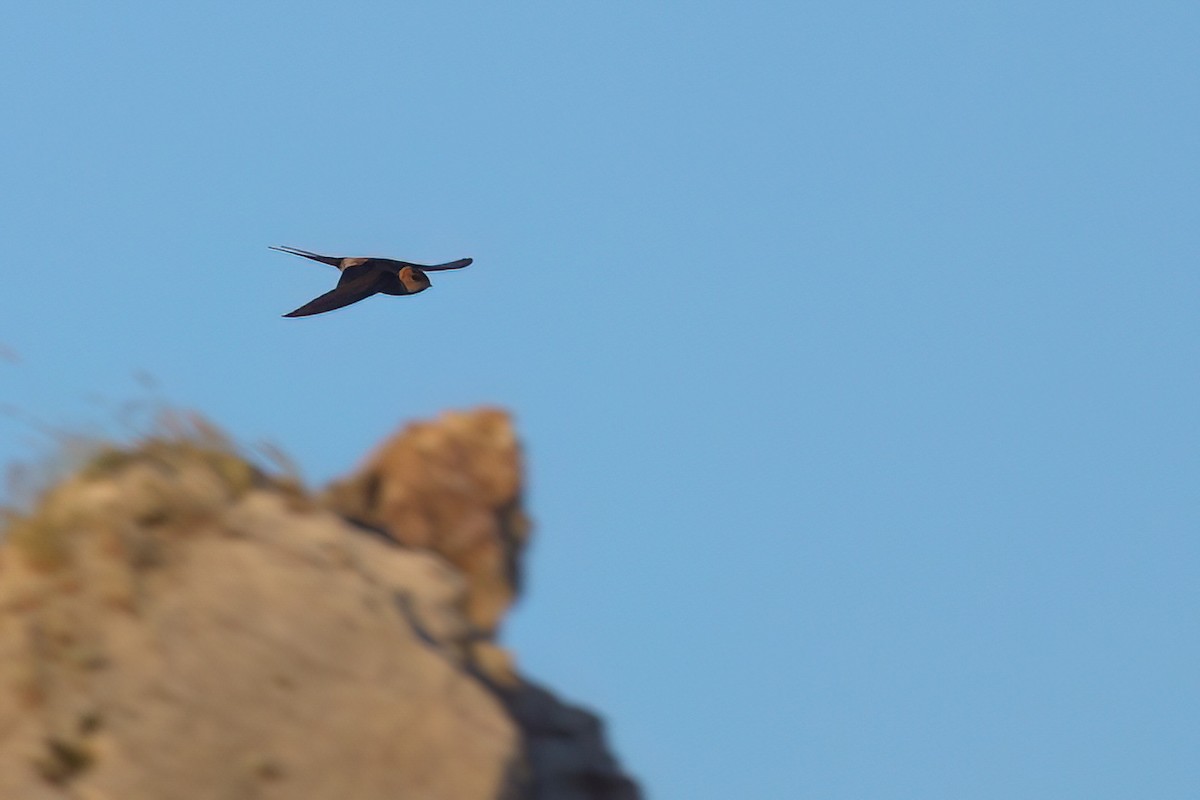 European Red-rumped Swallow - ML635833075