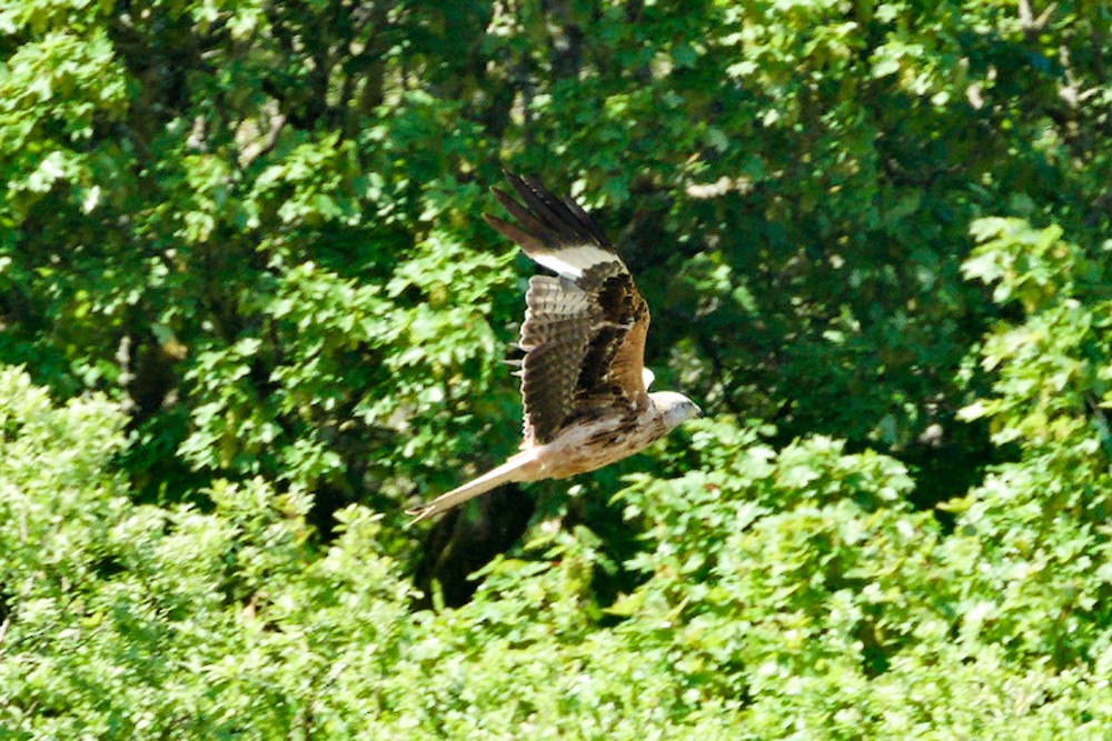 Red Kite - ML635833082