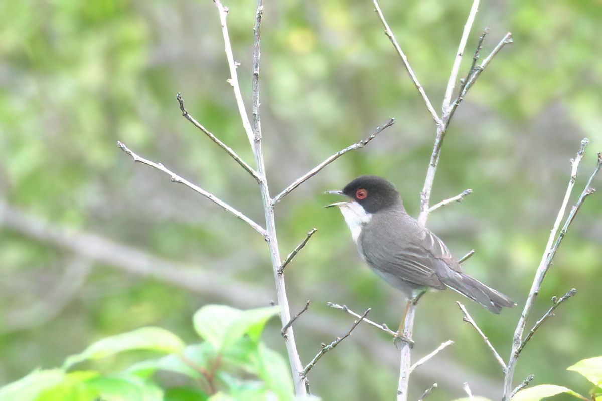 Sardinian Warbler - ML635833084