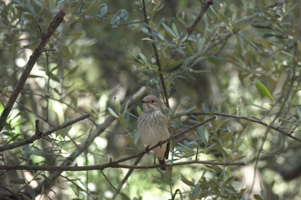 Spotted Flycatcher - ML635833108