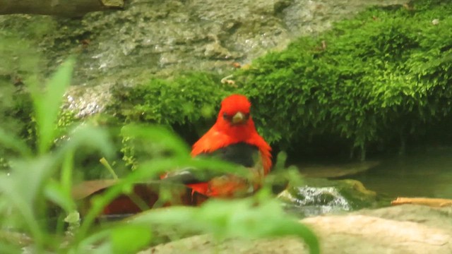 Northern Cardinal - ML635833165