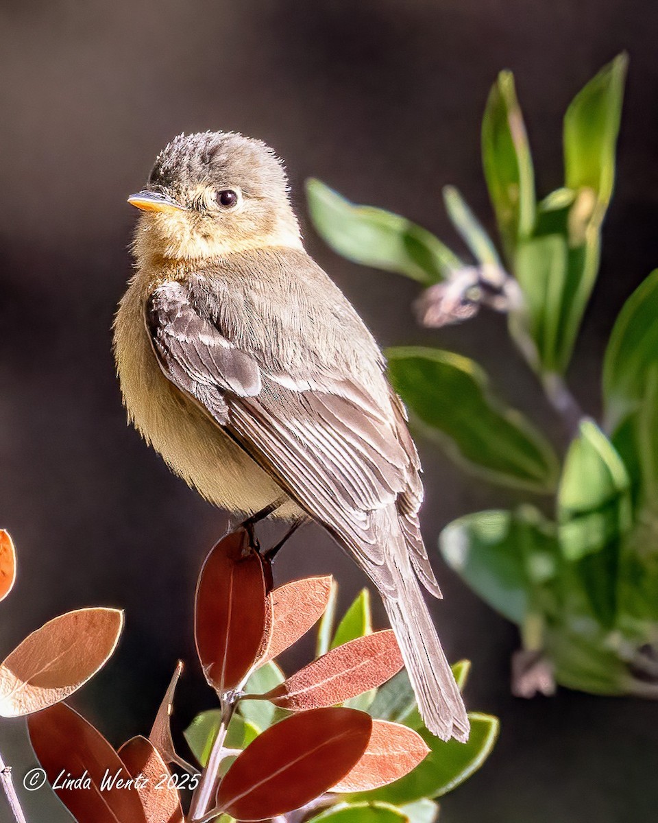 Buff-breasted Flycatcher - ML635833419
