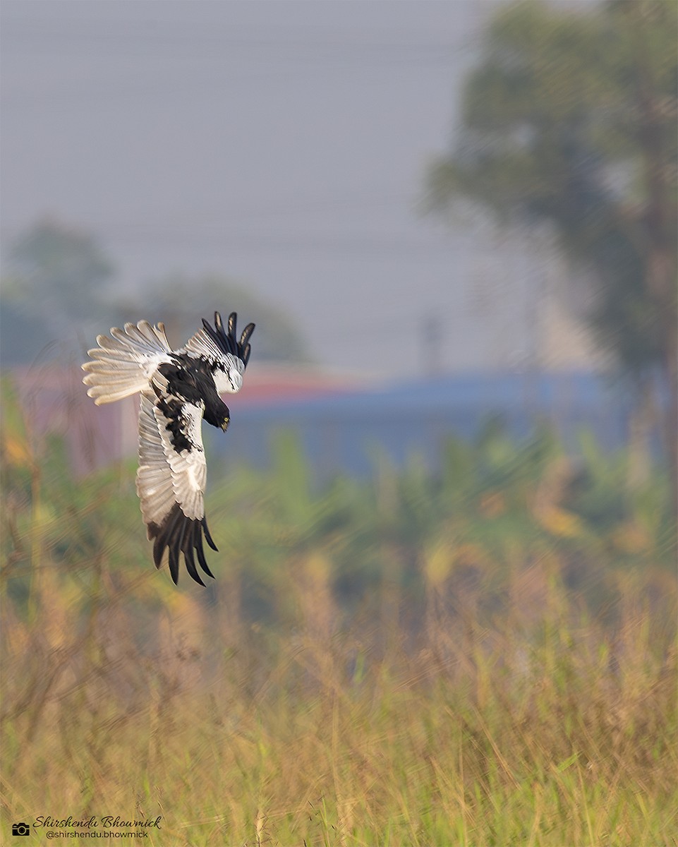 Pied Harrier - ML635833427