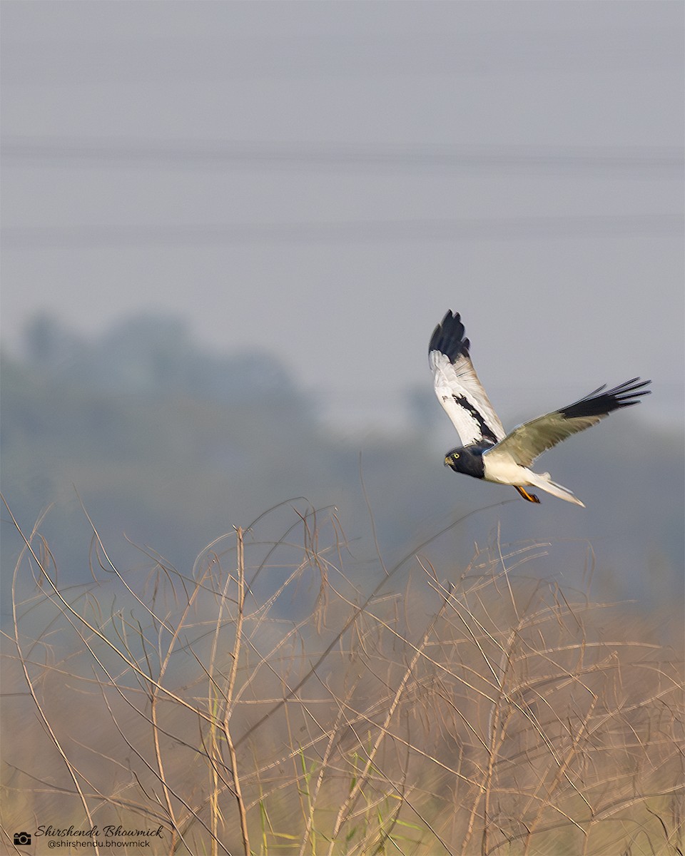Pied Harrier - ML635833428