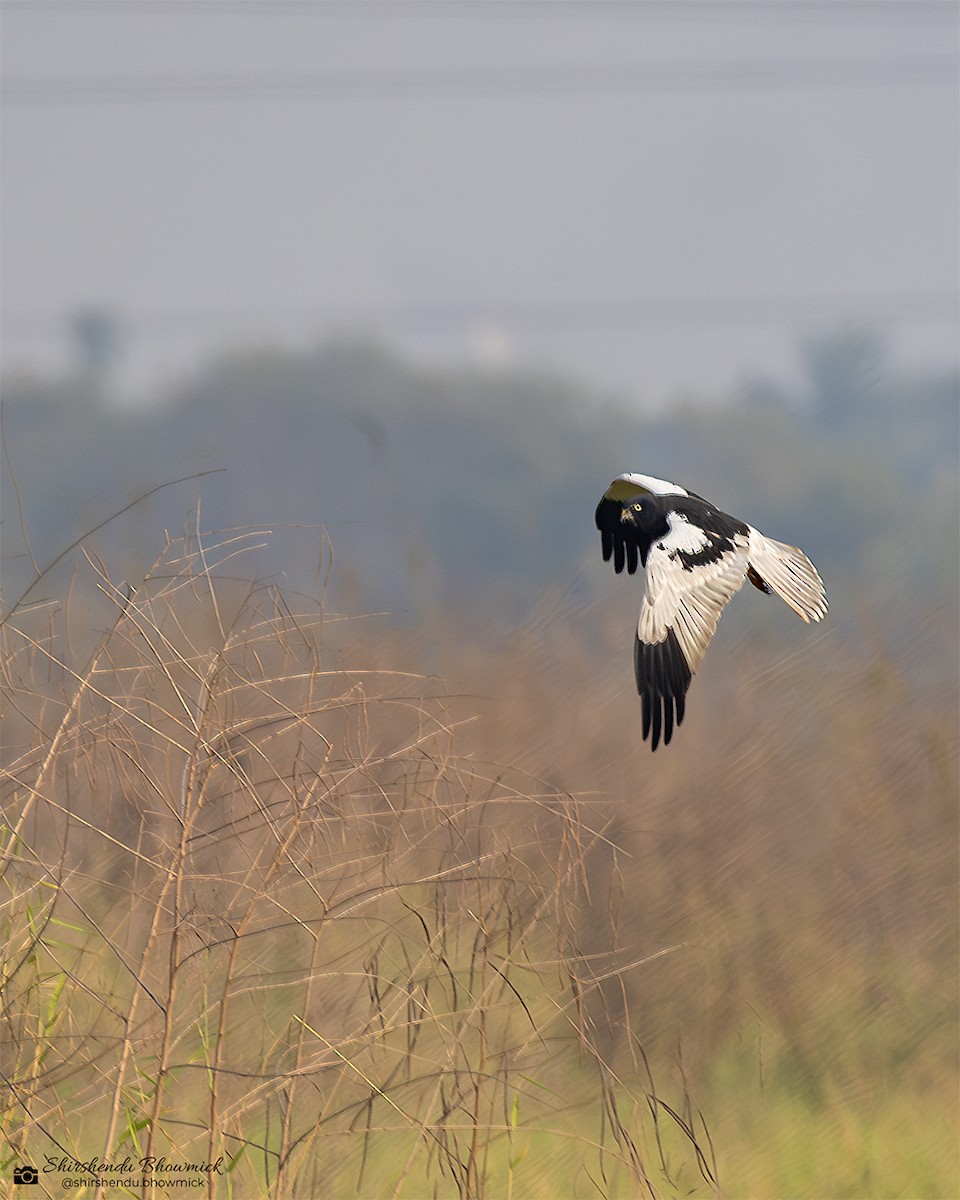 Pied Harrier - ML635833430