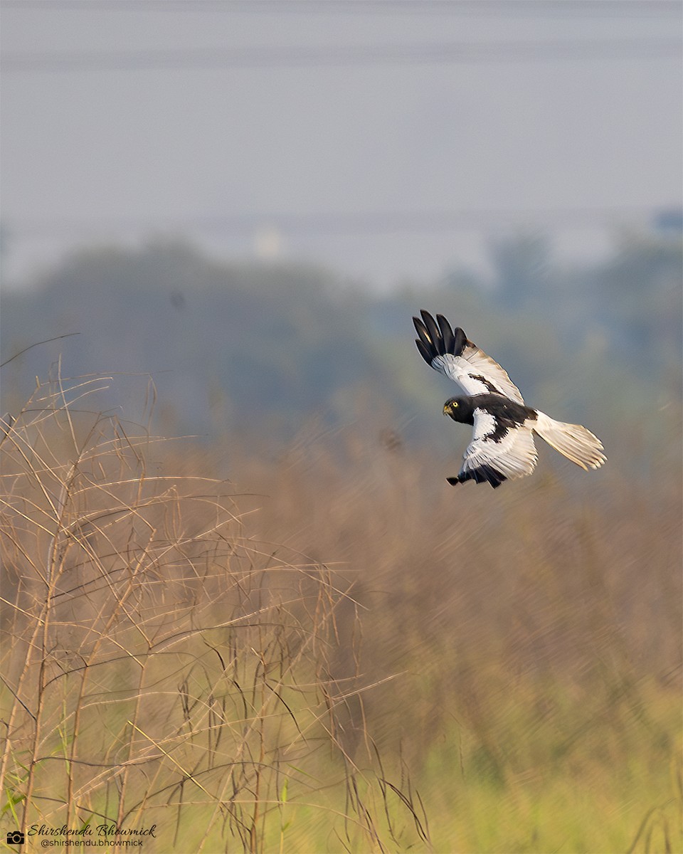 Pied Harrier - ML635833431
