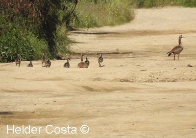 Egyptian Goose - ML635833437