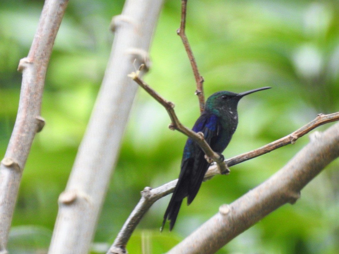 Long-tailed Woodnymph - ML635833456