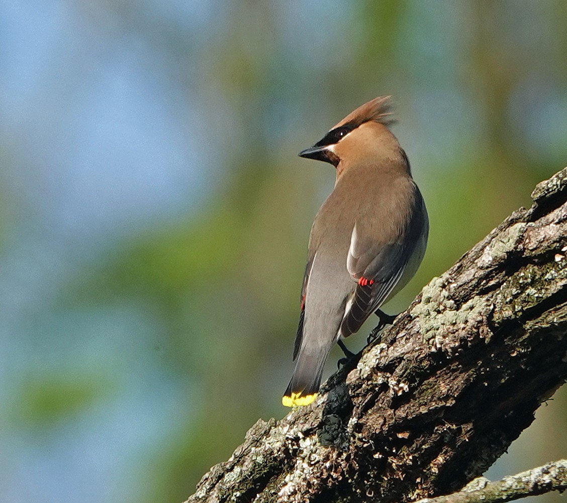 Cedar Waxwing - ML635833467