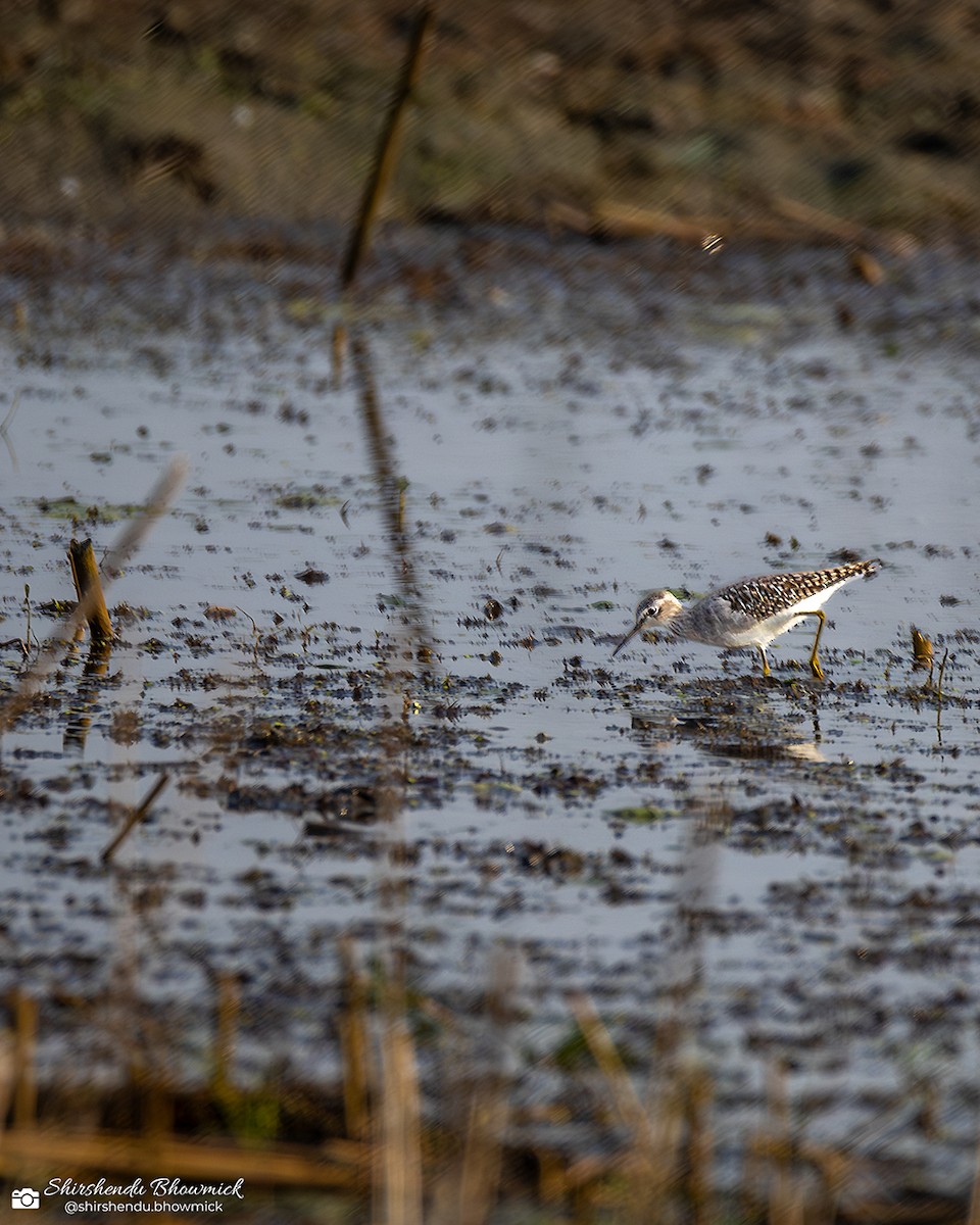 Wood Sandpiper - ML635833470