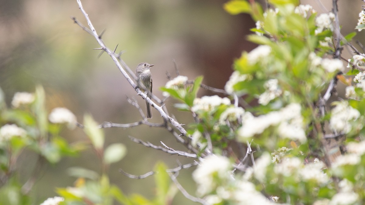 Dusky Flycatcher - ML635833551