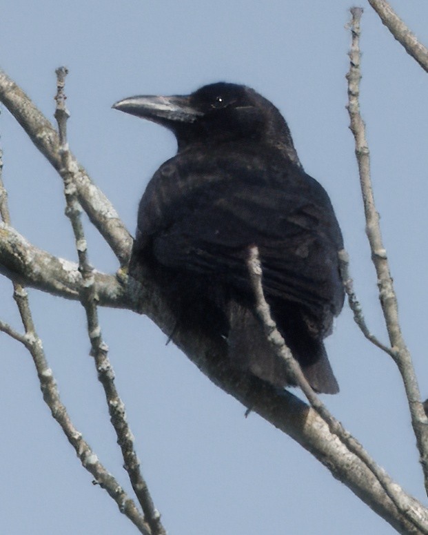 Хон хэрээ - ML635833563