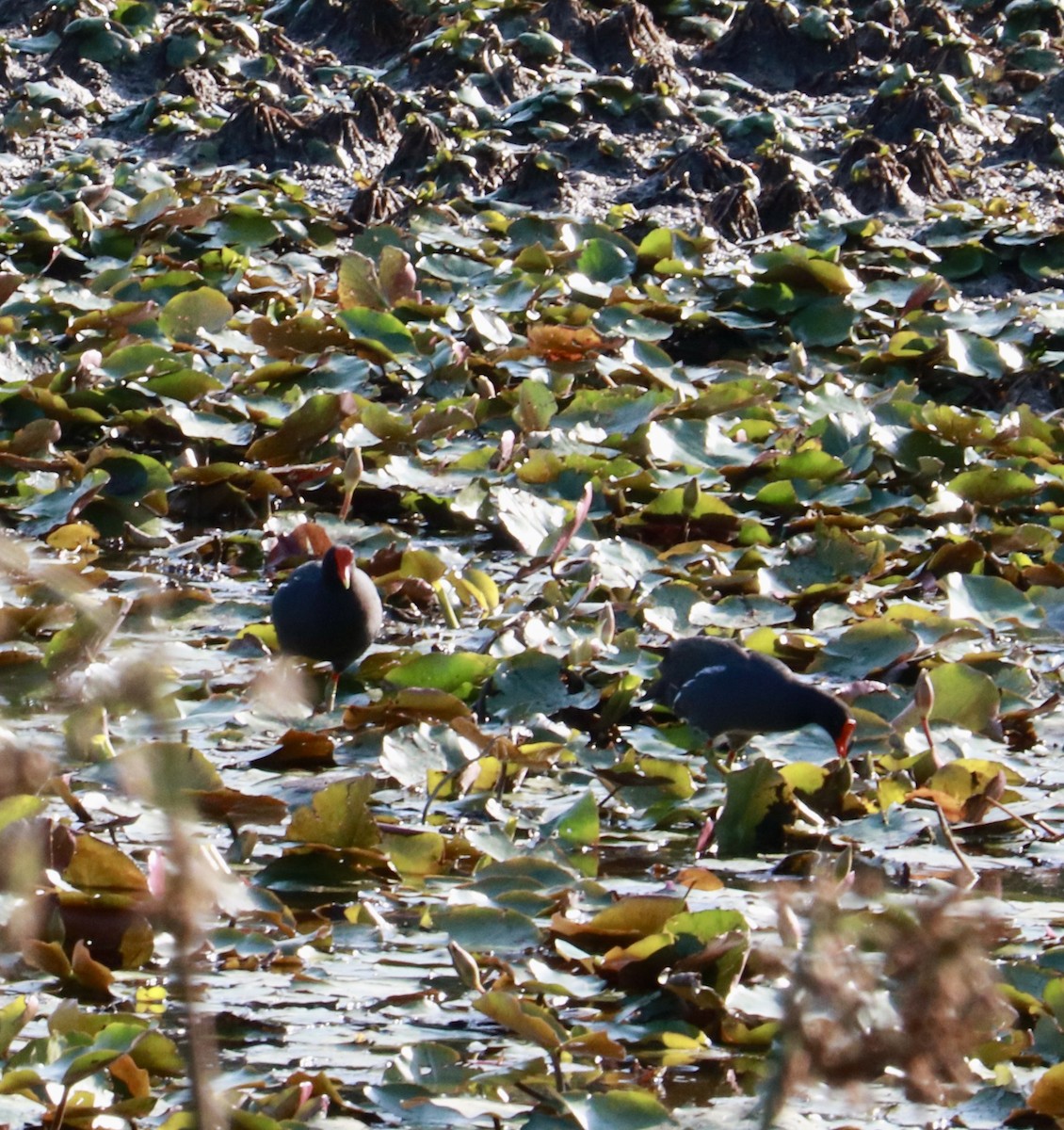 Common Gallinule - ML635833616