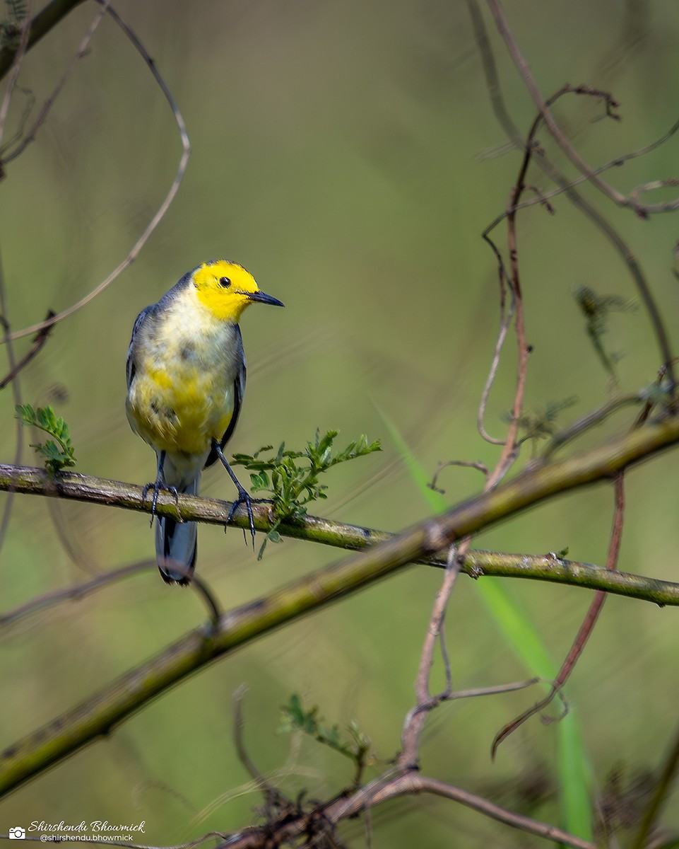 Citrine Wagtail - ML635833621