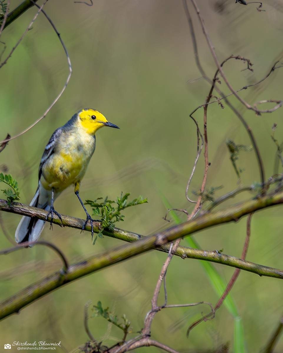 Citrine Wagtail - ML635833622