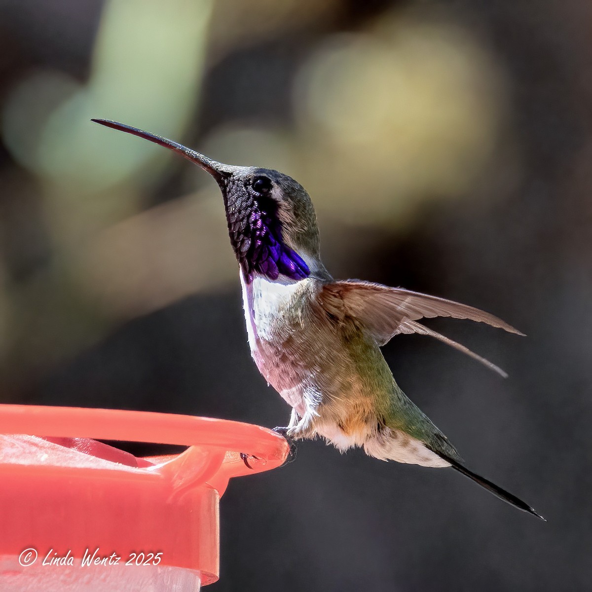 Lucifer Hummingbird - ML635833624