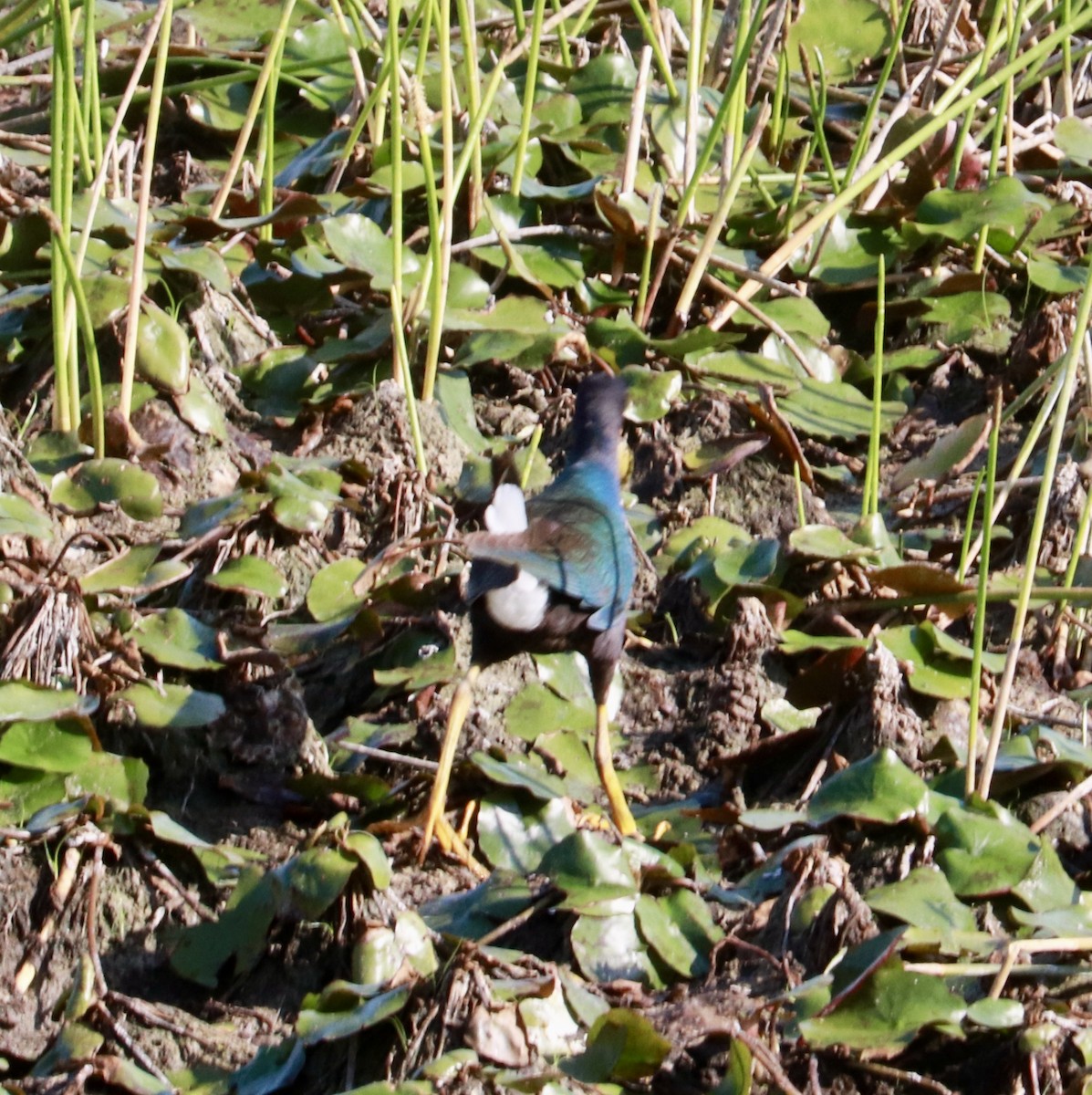 Purple Gallinule - ML635833642