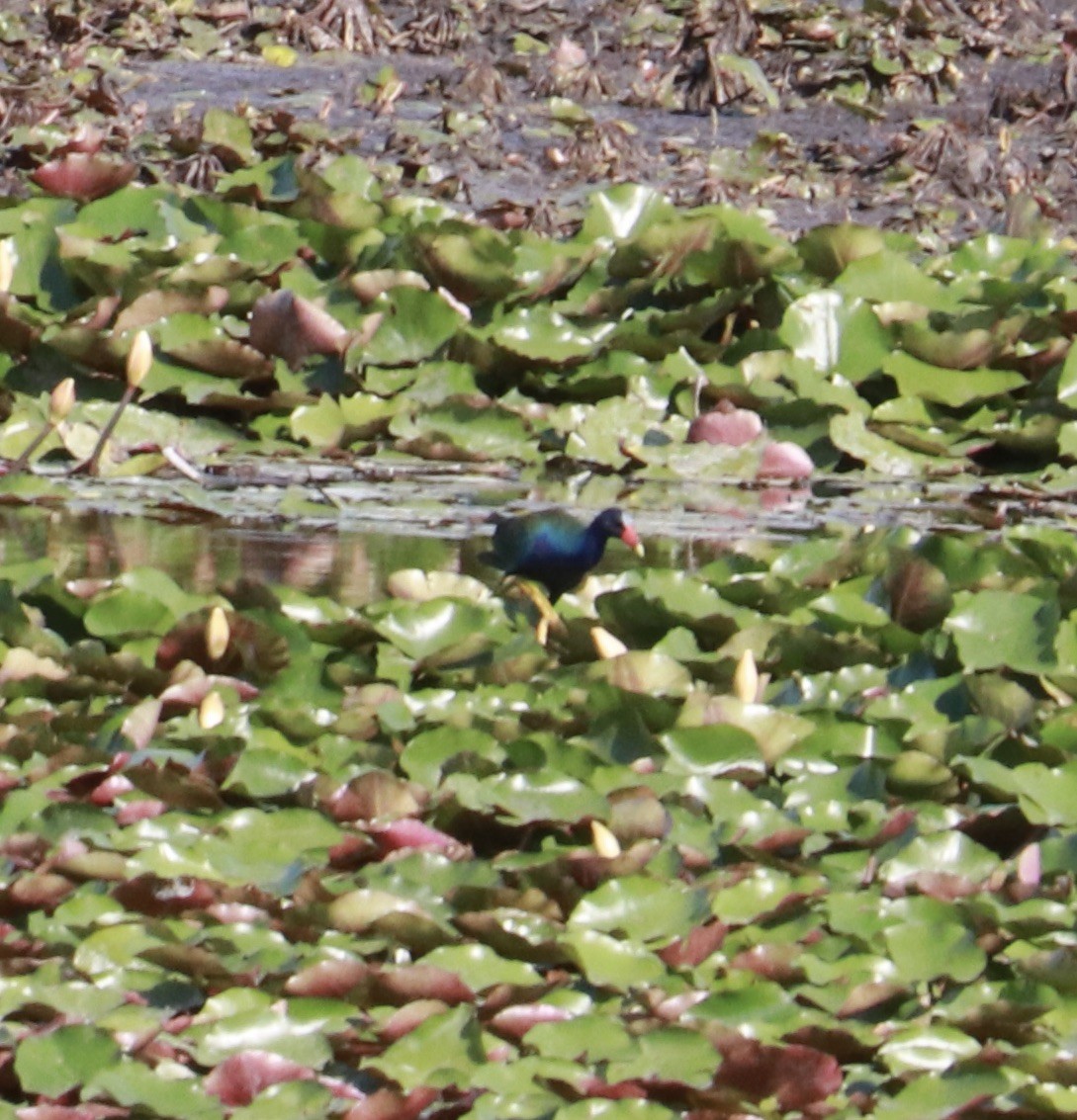 Purple Gallinule - ML635833652