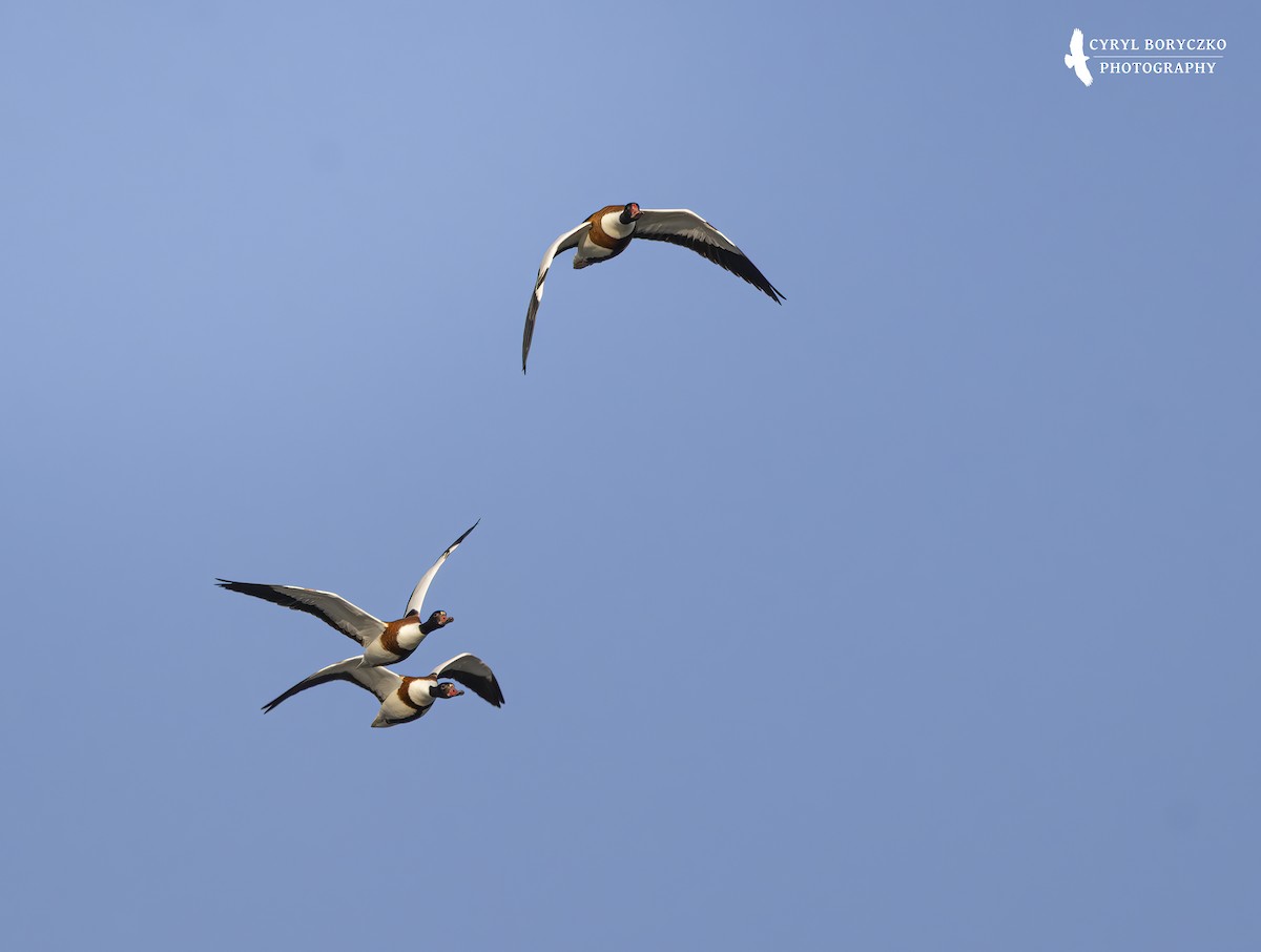 花鳧 - ML635833658