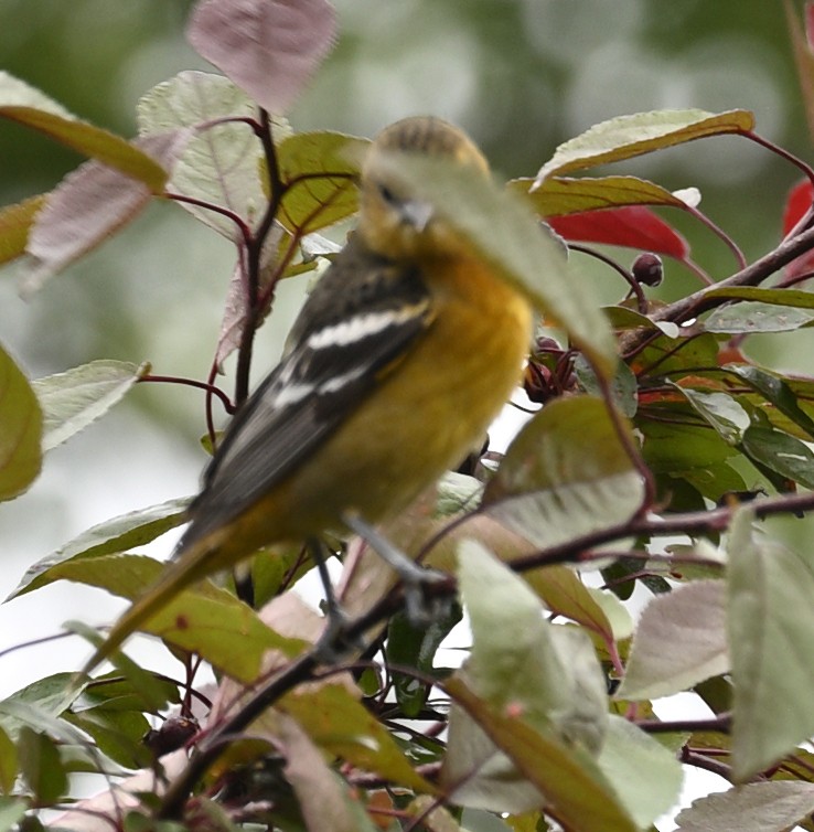 Baltimore Oriole - ML635833667