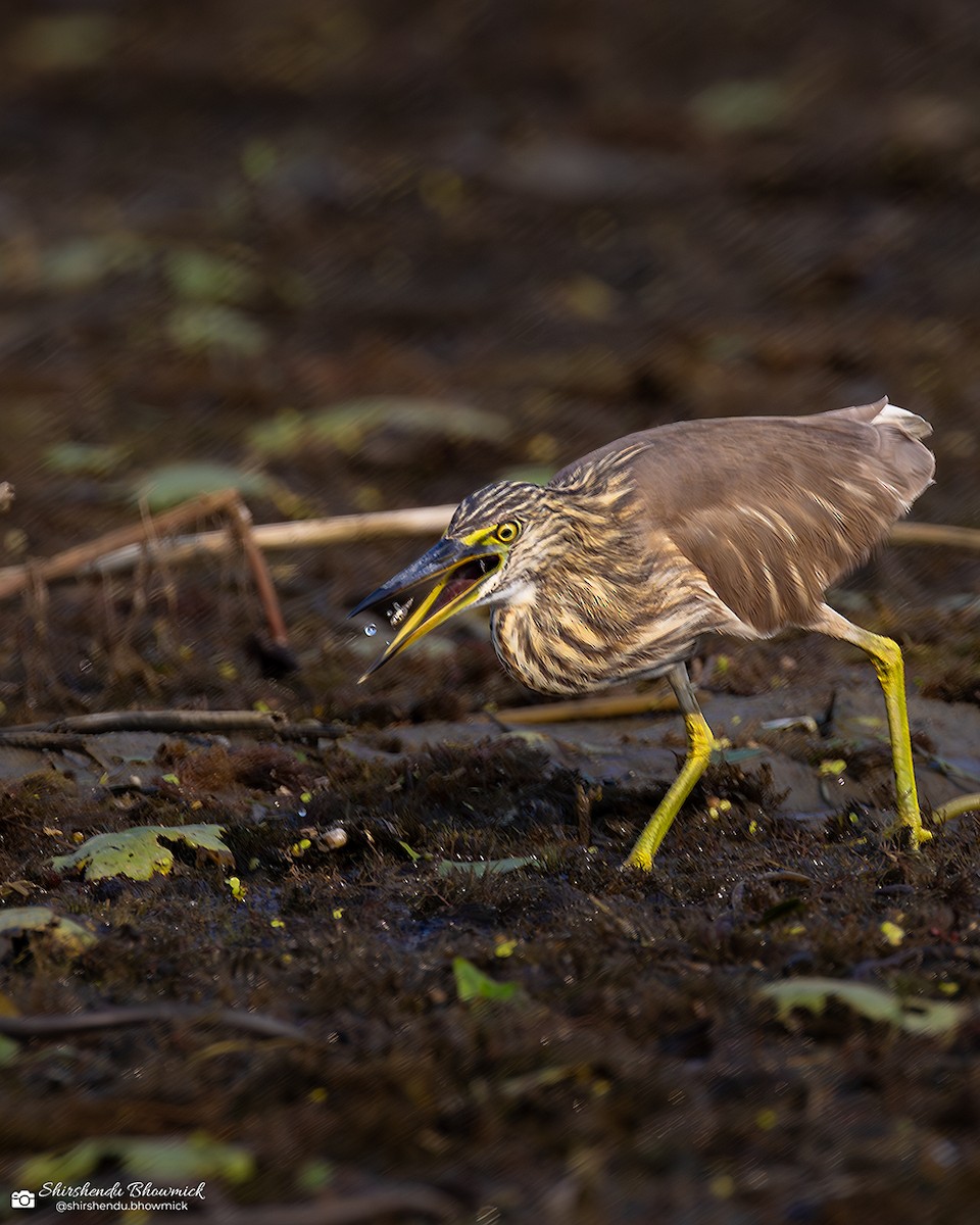 Indian Pond-Heron - ML635833677